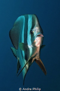 A look of pure curiosity - Batfish (Patax teira) by Andre Philip 